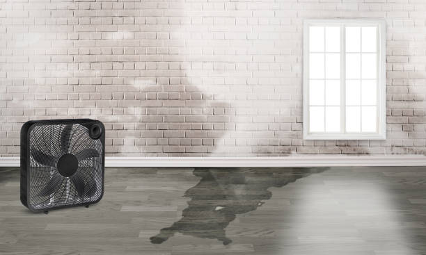 Best Water damage restoration near me  in Ama, LA
